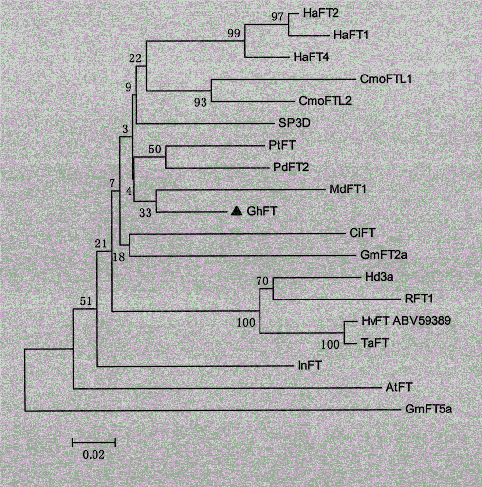 Cotton flowering hormone GhFT and vector, construct, cell and polypeptide thereof