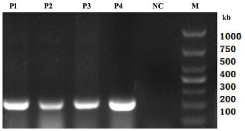 Attenuated strain of grass carp reovirus II and application of attenuated strain