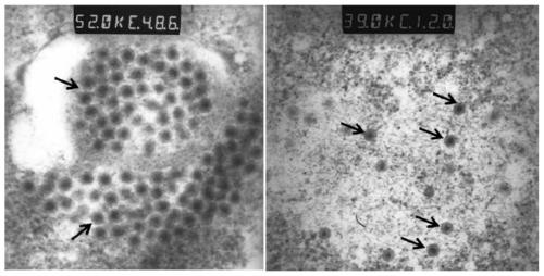 Attenuated strain of grass carp reovirus II and application of attenuated strain