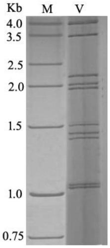 Attenuated strain of grass carp reovirus II and application of attenuated strain