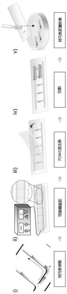 Anesthesia-free directional embedding method and system for model animals