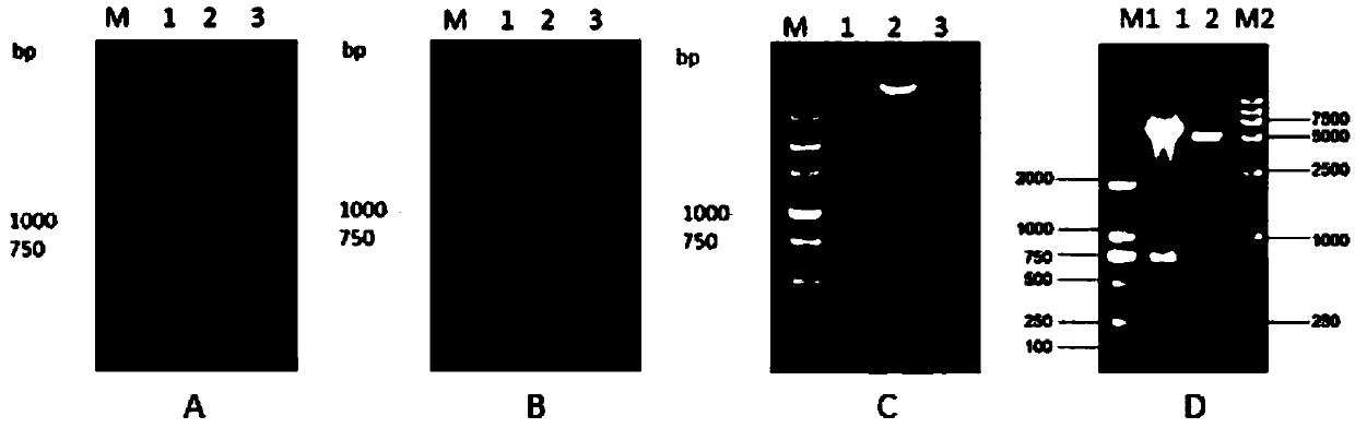 Porcine circovirus 2 Cap-cell-penetrating peptide fusion protein gene with high expression and application thereof
