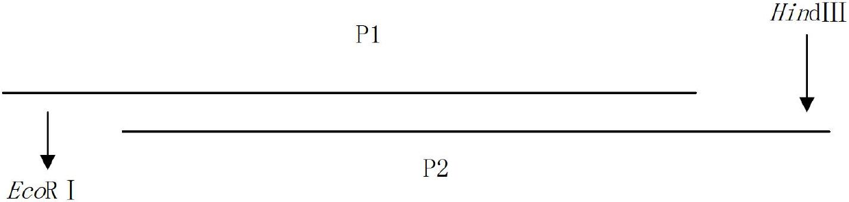 Fusion protein containing neutralizing epitope gene of C-terminal of encephalitis-B E protein and vaccine containing fusion protein