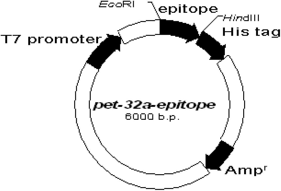 Fusion protein containing neutralizing epitope gene of C-terminal of encephalitis-B E protein and vaccine containing fusion protein