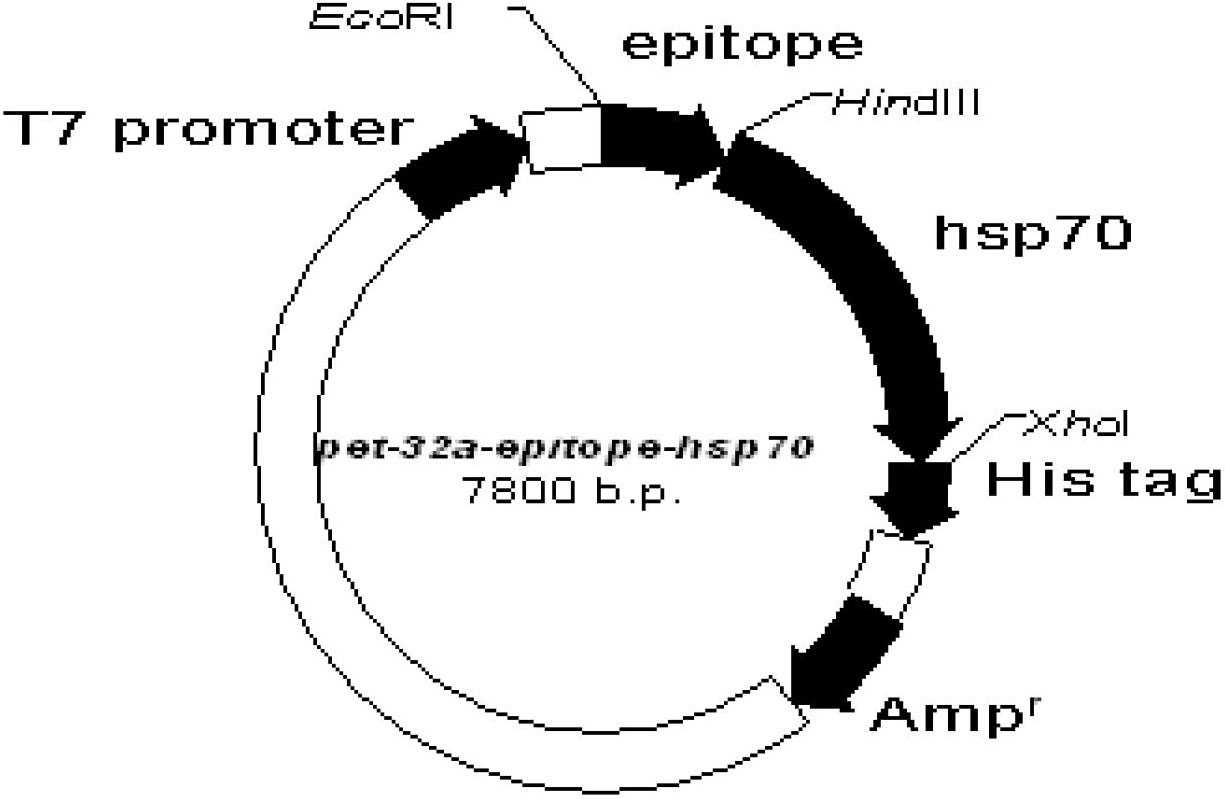 Fusion protein containing neutralizing epitope gene of C-terminal of encephalitis-B E protein and vaccine containing fusion protein