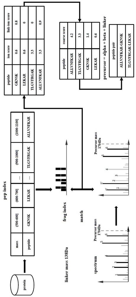 Mass spectrum-based complex cross-linked peptide fragment identification method