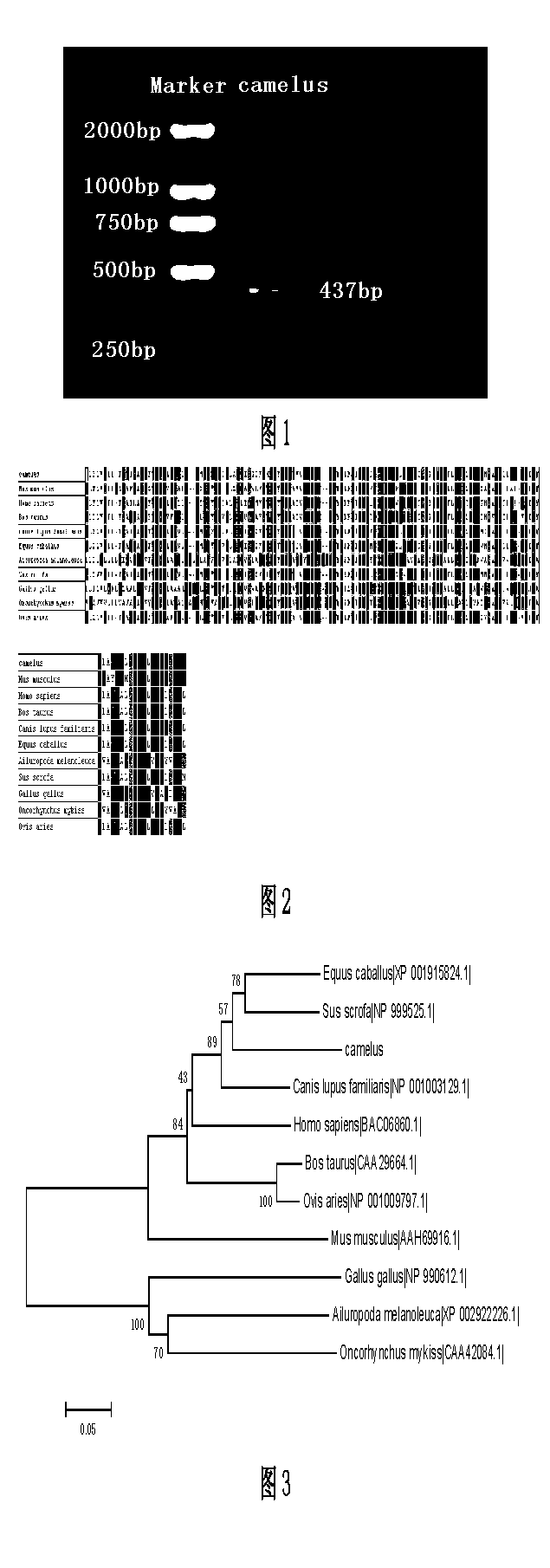 Bactrian camel alpha-lactalbumin gene, recombinant protein and cloning method thereof
