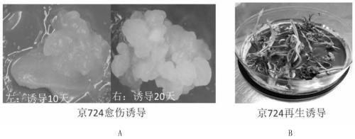 Genetic transformation method of gene gun mediated elite maize inbred line