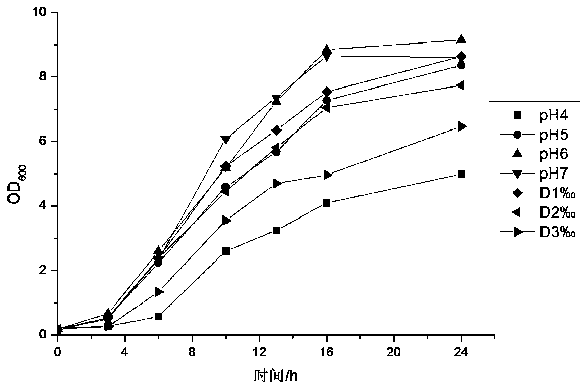 A kind of Lactobacillus plantarum with high yield of ethyl caprate and application thereof