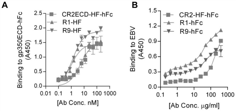 Neutralizing antibody of EB (Epstein-Barr) virus and application thereof