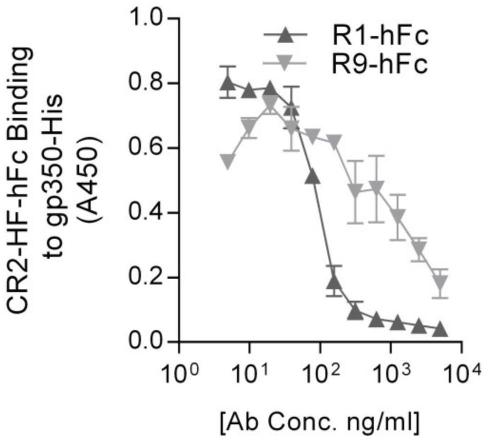 Neutralizing antibody of EB (Epstein-Barr) virus and application thereof