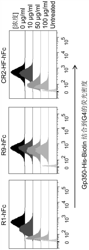 Neutralizing antibody of EB (Epstein-Barr) virus and application thereof