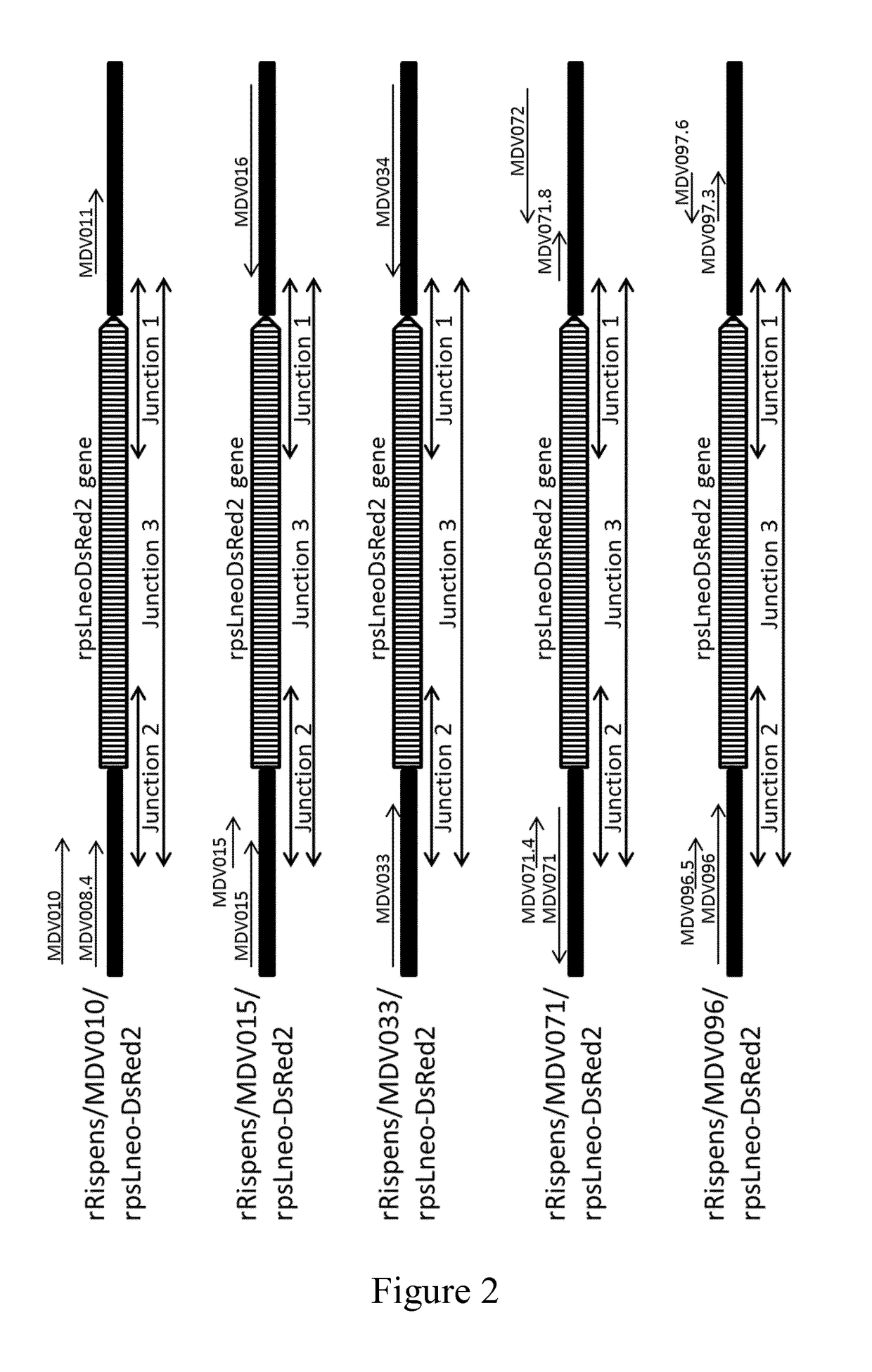 Recombinant mdv1 and the uses thereof