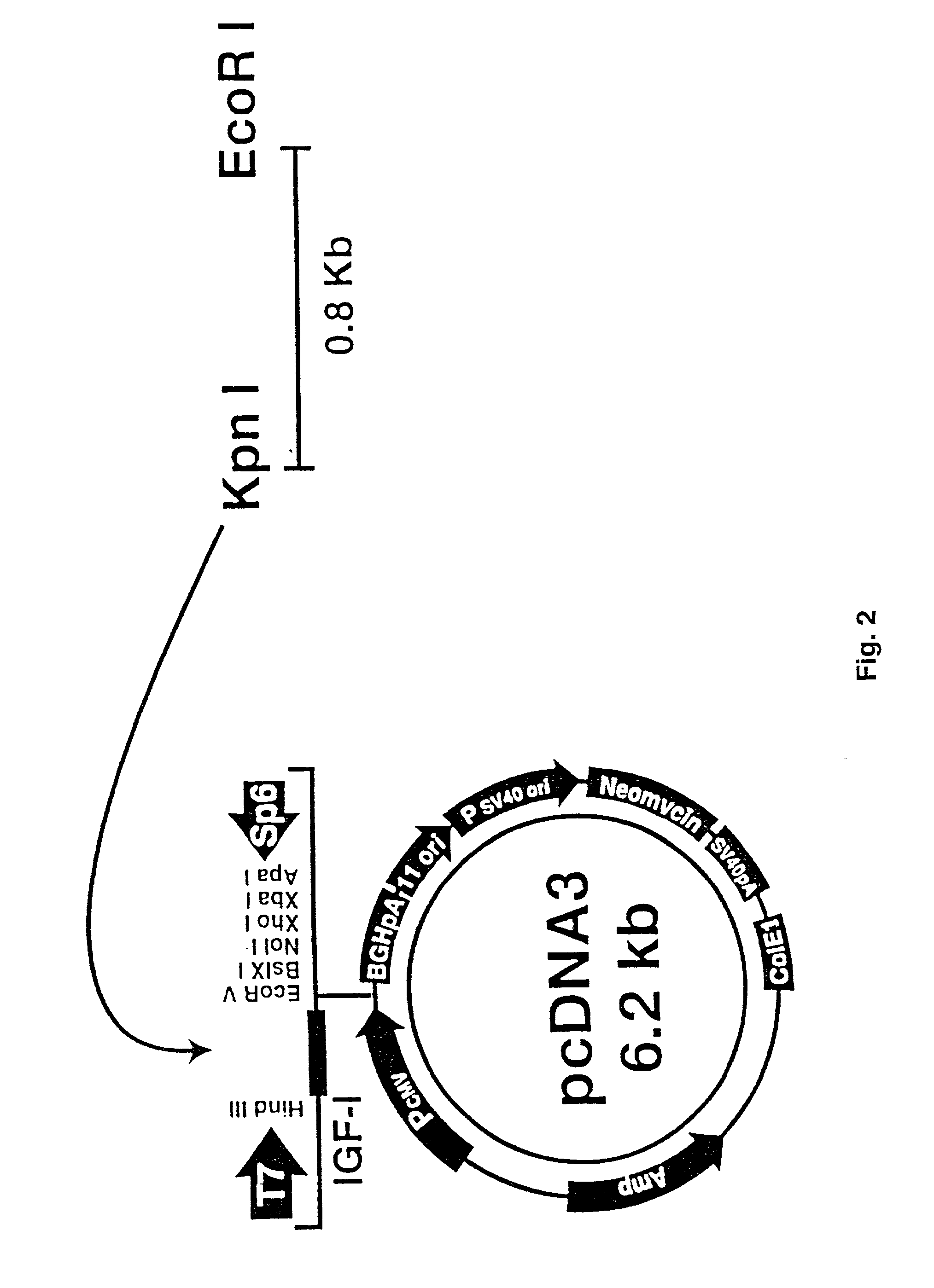 Methods to enhance wound healing and enhanced wound coverage material