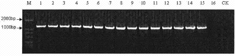 Method for detecting areca-nut yellow leaf disease phytoplasma pathogen and special reagent kit therefor