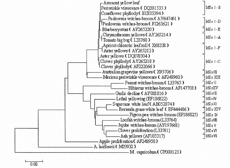 Method for detecting areca-nut yellow leaf disease phytoplasma pathogen and special reagent kit therefor