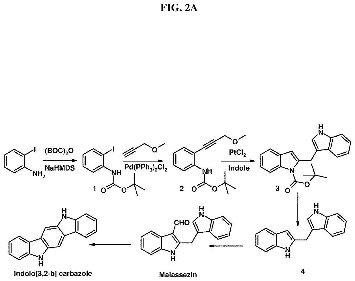 Photoprotective compositions containing <i>Malassezia</i>-derived compounds and/or chemical analogs thereof