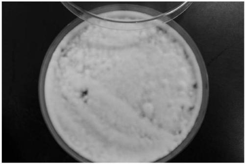 Method for rapidly extracting long-fragment DNA from fresh fungus mycelia