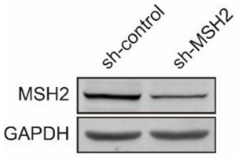 Application of msh2 inhibitor in the preparation of drugs for reversing the drug resistance of mtx drug-resistant tumor cells