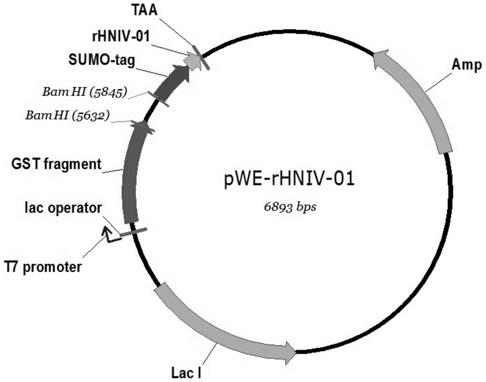 Expression vector of Hainan toxin-iv analog rhniv-01 and preparation method thereof