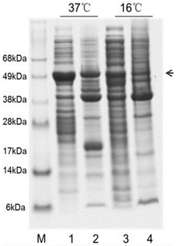 Expression vector of Hainan toxin-iv analog rhniv-01 and preparation method thereof