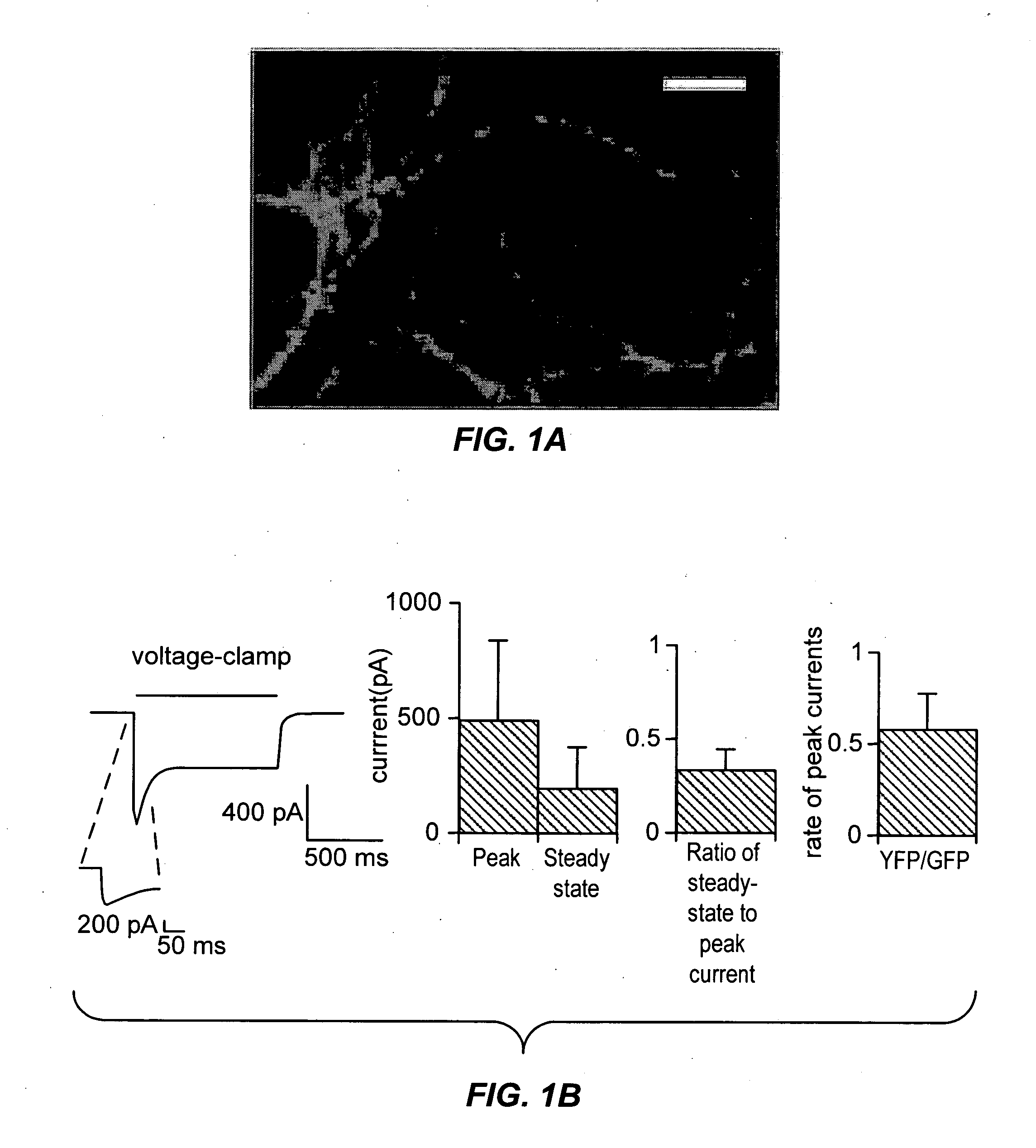 Light-activated cation channel and uses thereof