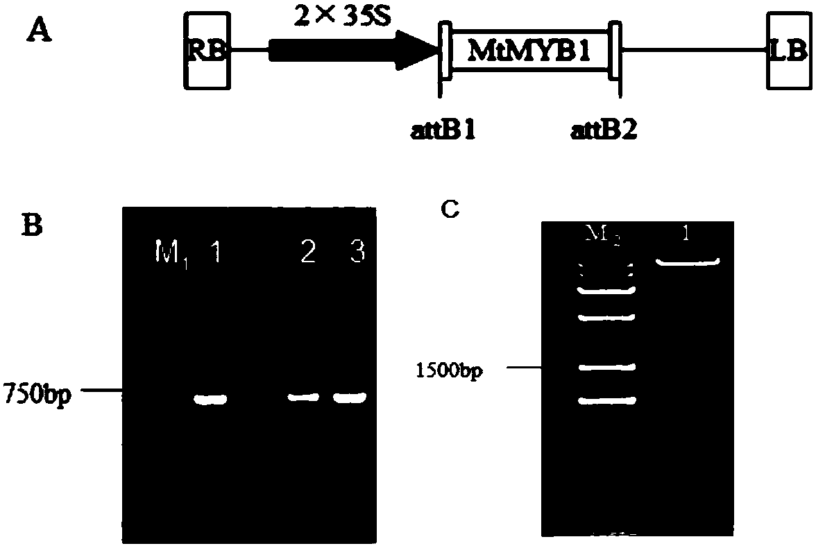Application of medicago truncatula MYB transcription factor MtMYB1