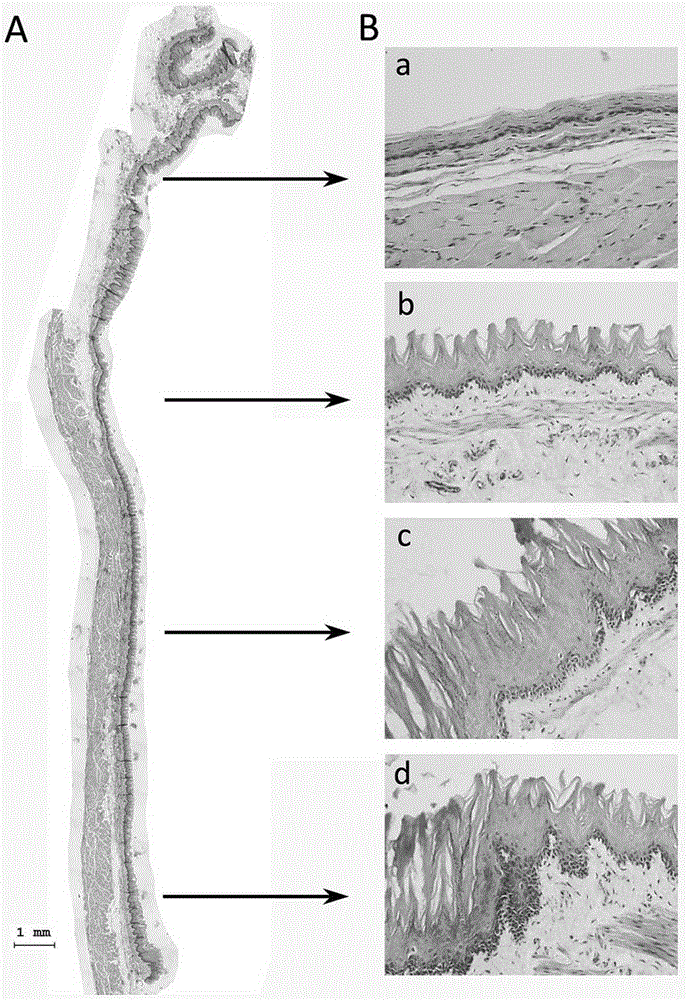 Method for constructing chemical prevention research mode of esophagus cancer