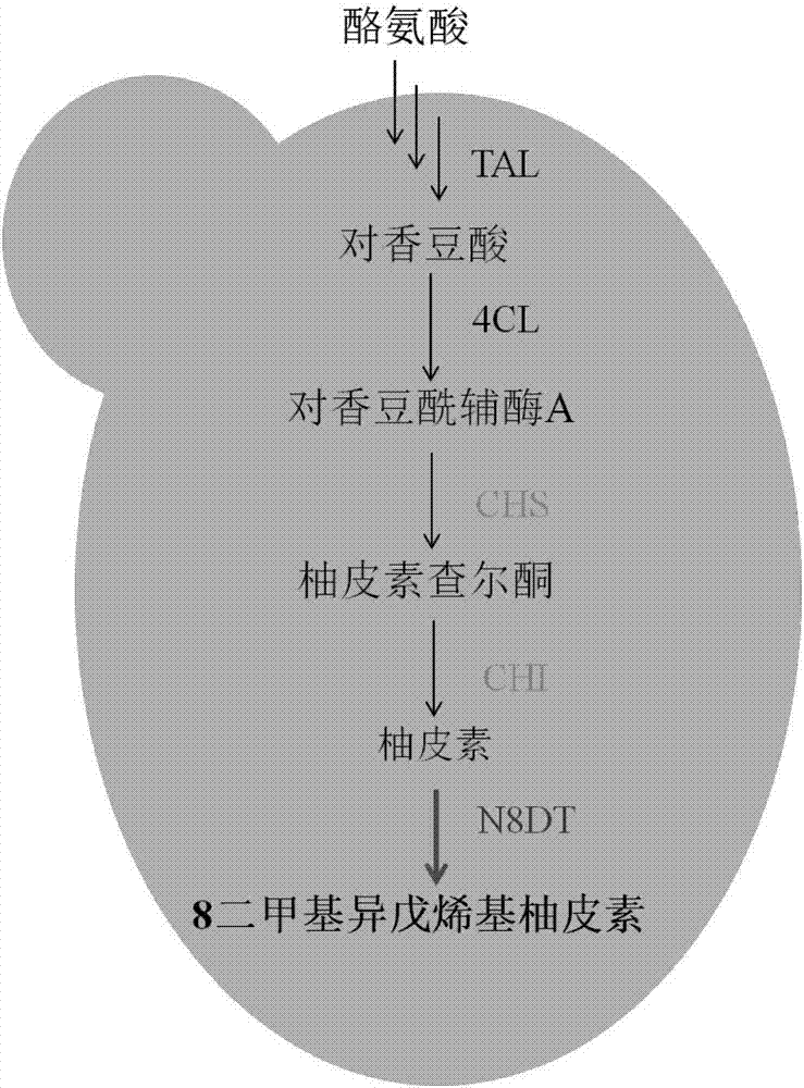 Recombinant saccharomyces cerevisiae as well as construction method and application thereof