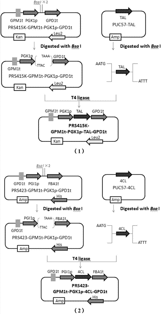 Recombinant saccharomyces cerevisiae as well as construction method and application thereof