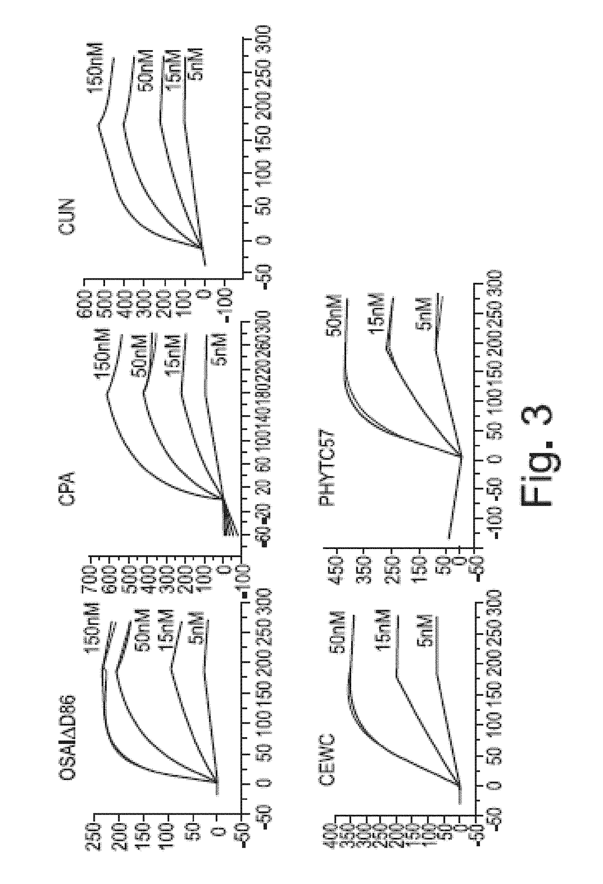 Scaffold proteins derived from plant cystatins