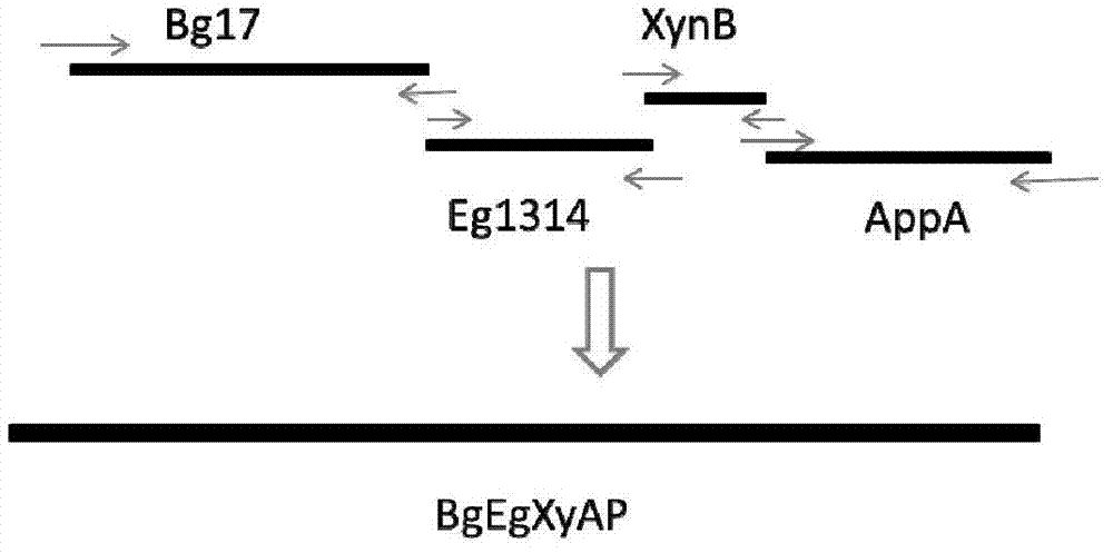 Transgenic vector of salivary gland tissue specific expression foreign protein and transgenic pig and construction method thereof