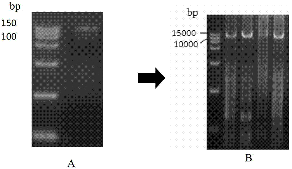 Transgenic vector of salivary gland tissue specific expression foreign protein and transgenic pig and construction method thereof