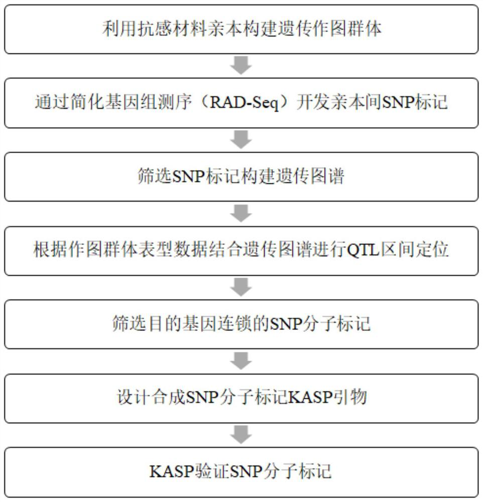 SNP molecular marker related to bombyx mori nuclear polyhedrosis virus resistance and application thereof