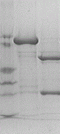 11-type recombinant human papilloma virus virus-like particle and preparation method thereof