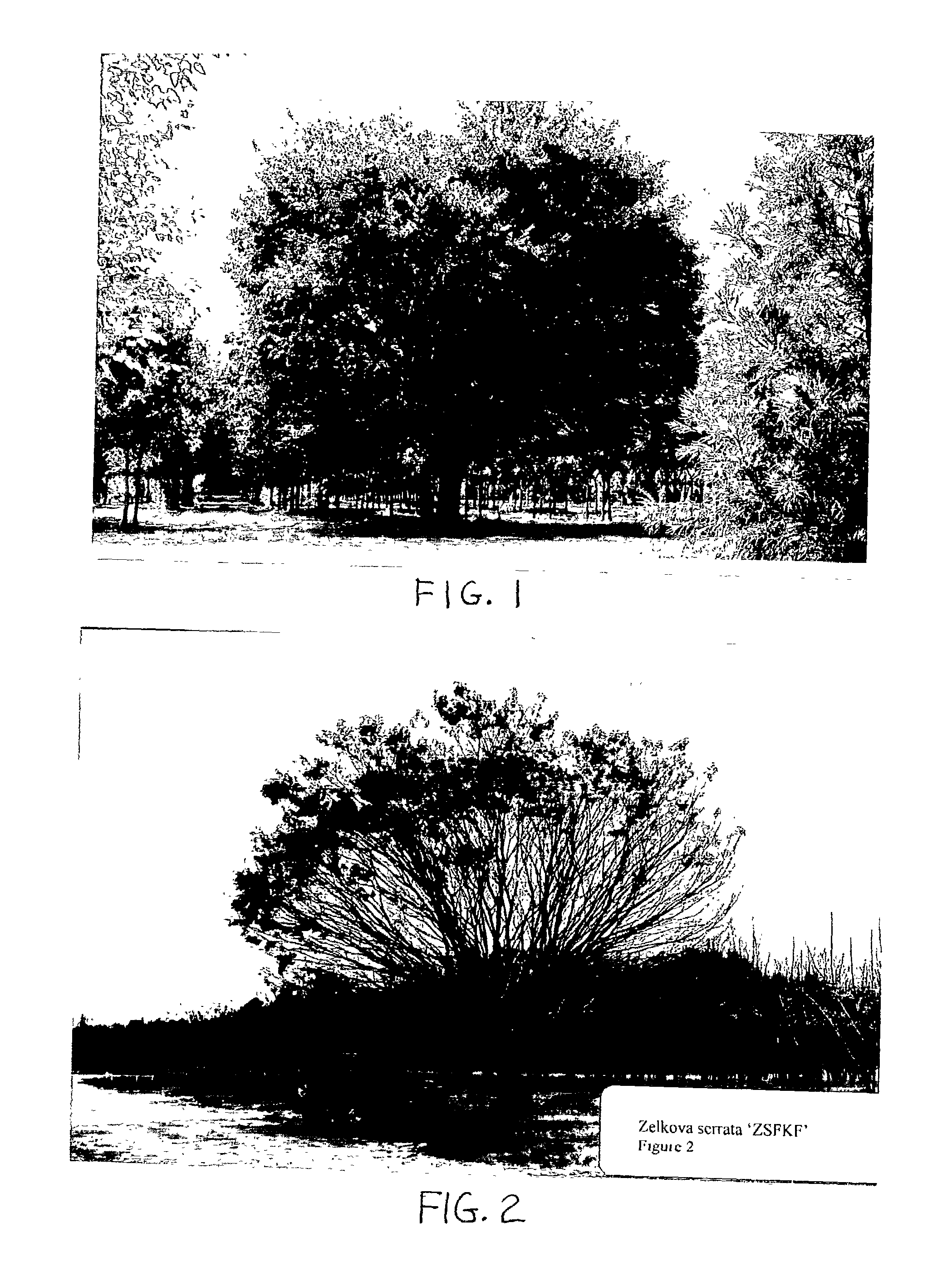 Japanese zelkova tree named "ZSFKF"