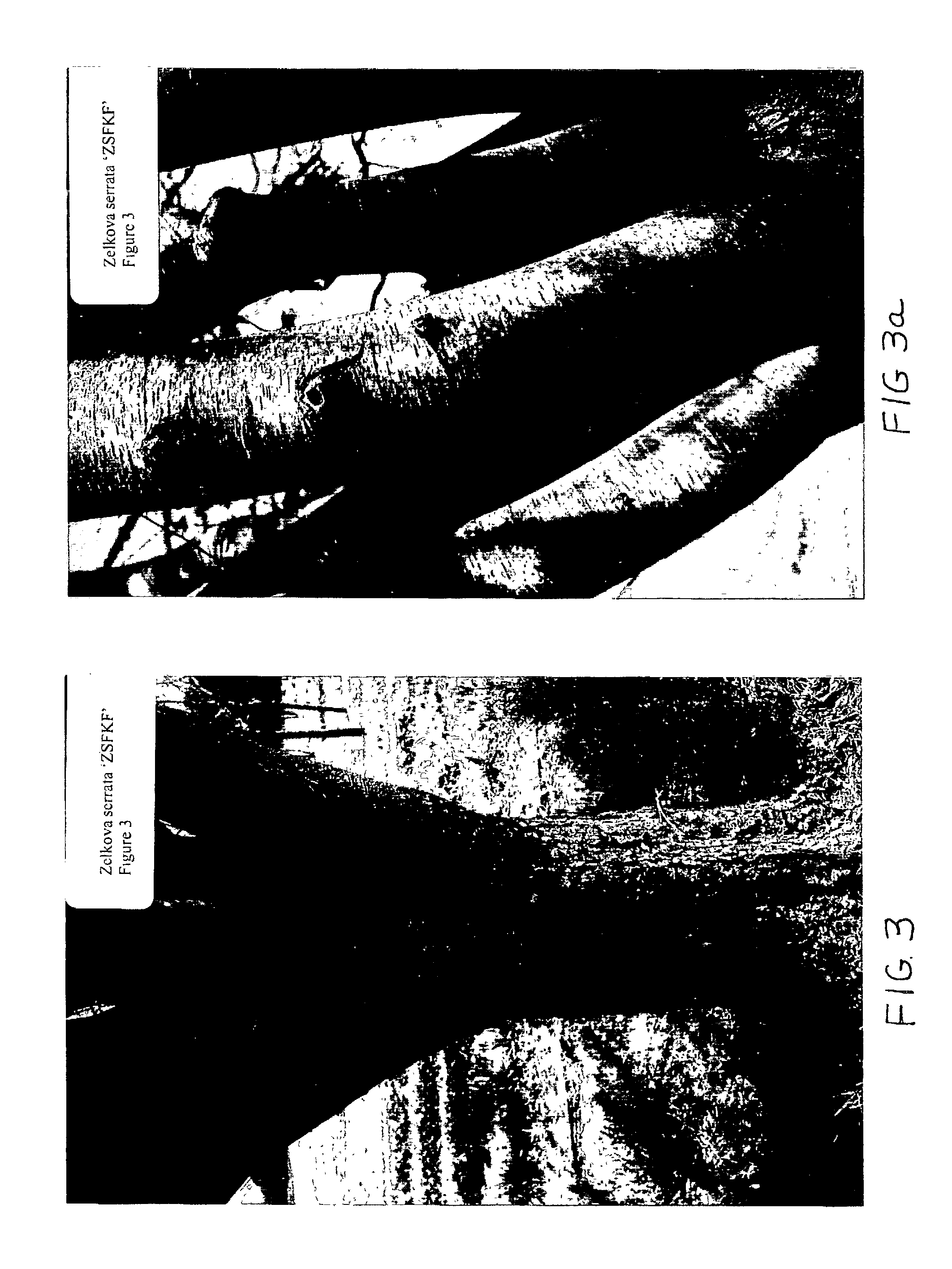 Japanese zelkova tree named "ZSFKF"