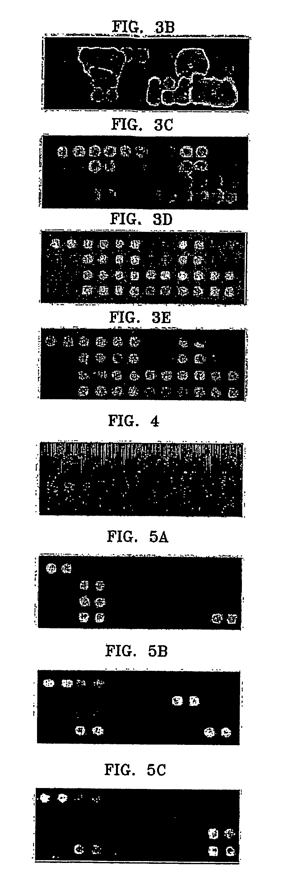 Microarray comprising probes for drug-resistant hepatitis b virus detection, quality control and negative control, and method for detecting drug-resistant hepatitis b virus using the same