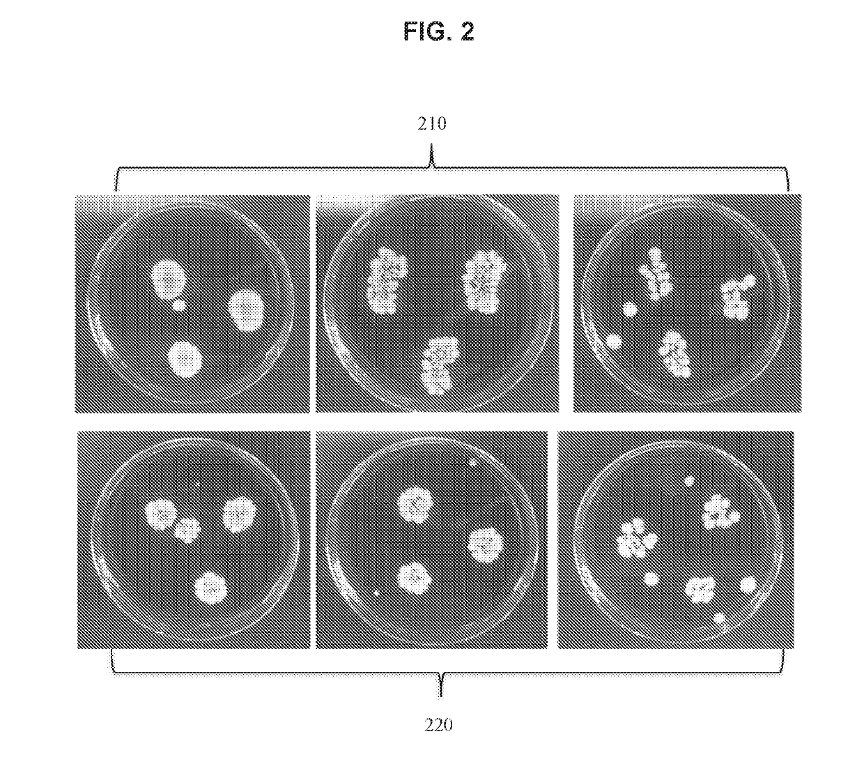Spectroscopic systems and methods for the identification and quantification of pathogens