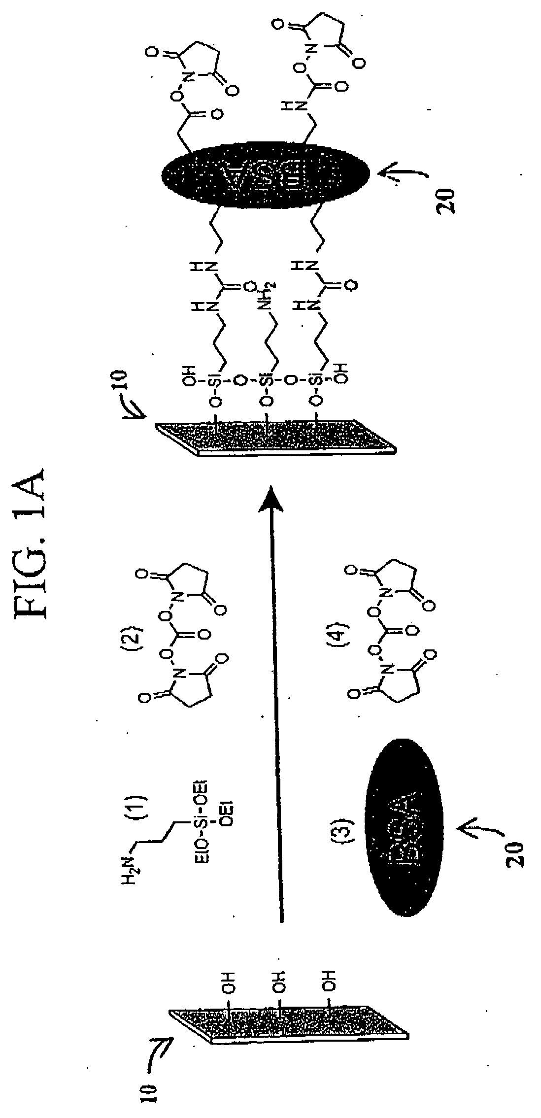 Microarrays of functional biomolecules, and uses therefor
