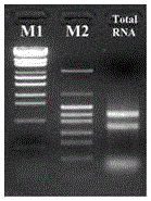 Lacripin-18 gene fragment, encoded protein and preparation method of Lentinus edodes c91-3 strain