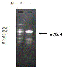 Lacripin-18 gene fragment, encoded protein and preparation method of Lentinus edodes c91-3 strain