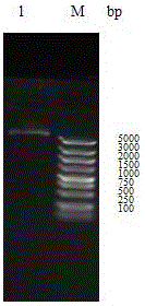 Lacripin-18 gene fragment, encoded protein and preparation method of Lentinus edodes c91-3 strain