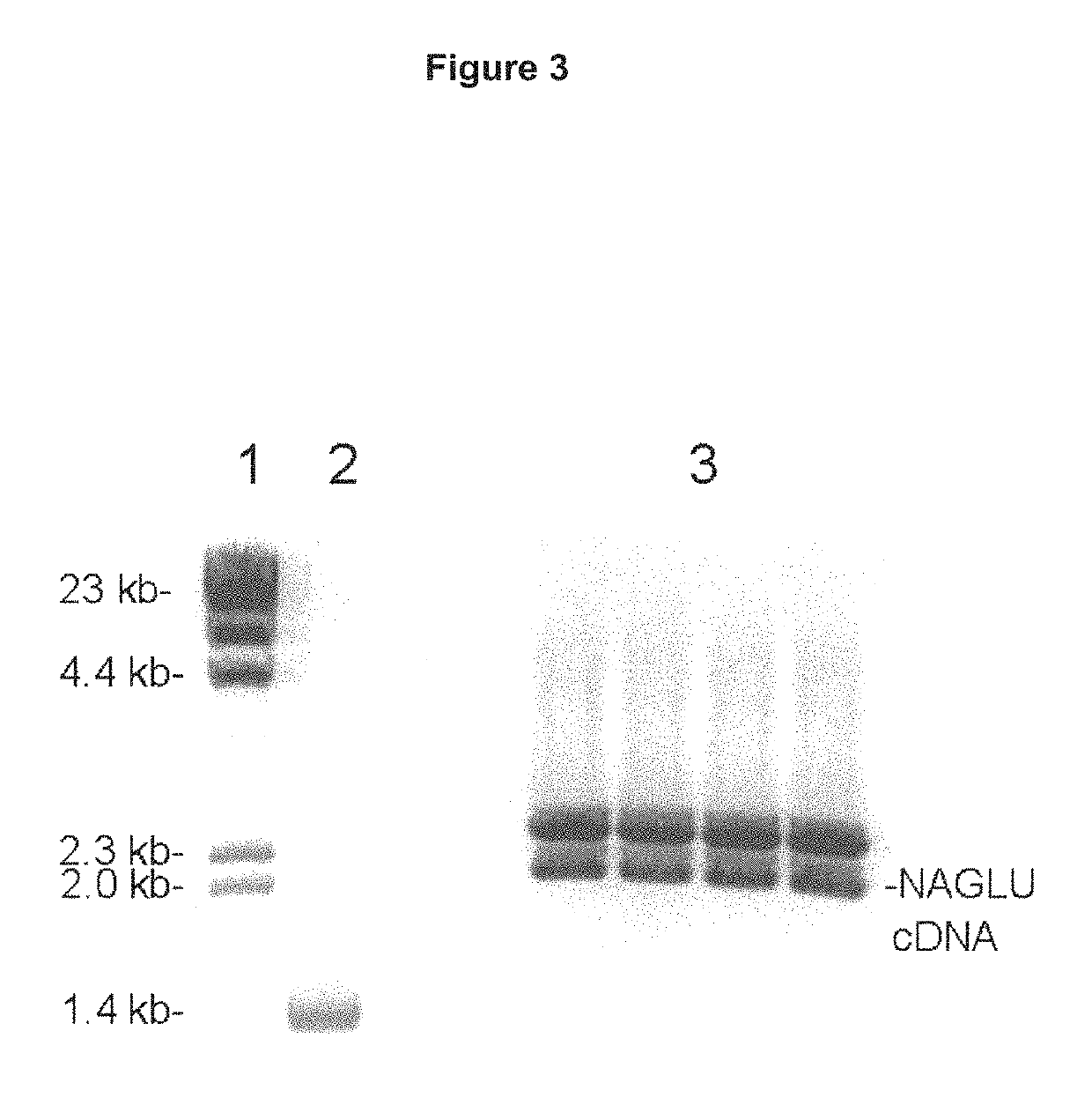 Methods and compositions for increasing N-acetylglucosaminidase (NAGLU) activity in the CNS using a fusion antibody comprising an anti-human insulin receptor antibody and NAGLU