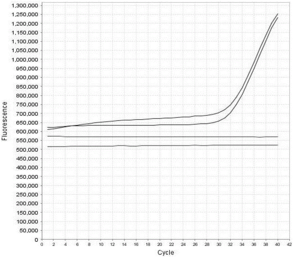 Fluorescent quantitative PCR reaction fluid and method