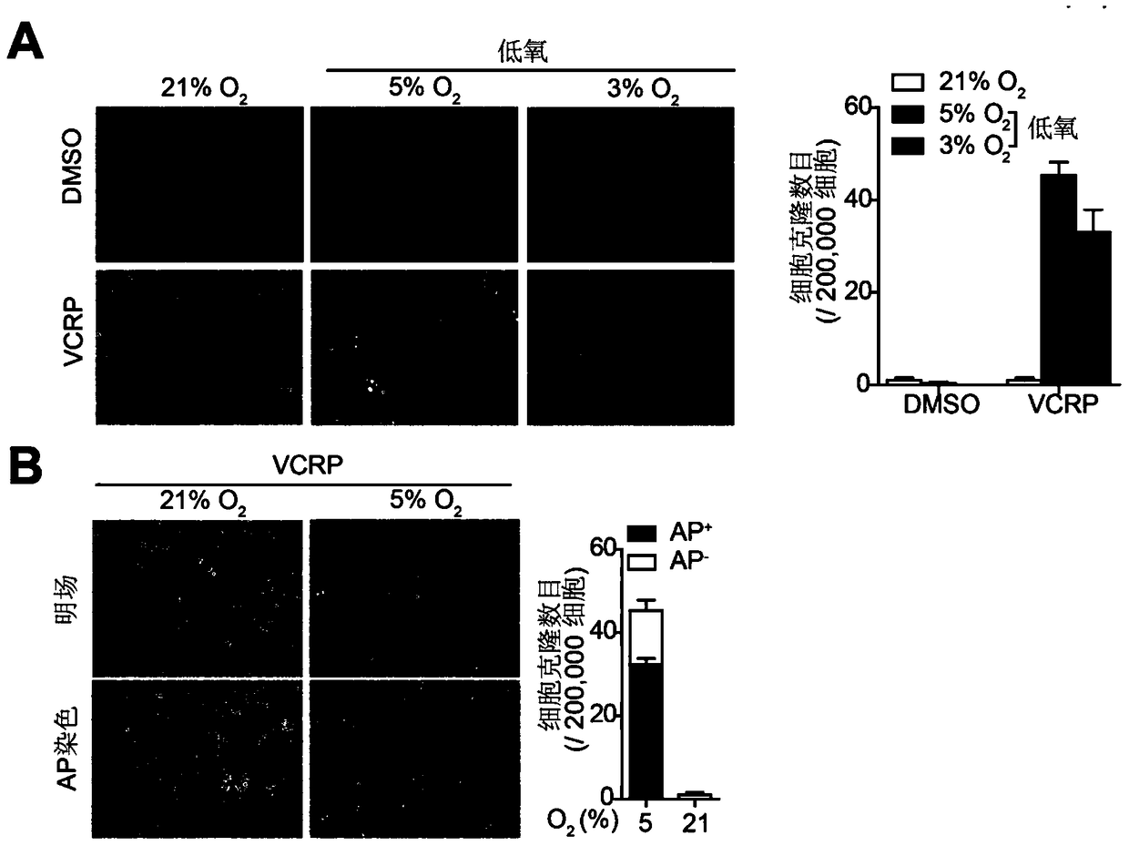 Method for inducing transdifferentiation of somatic cells into neural stem cells and its application