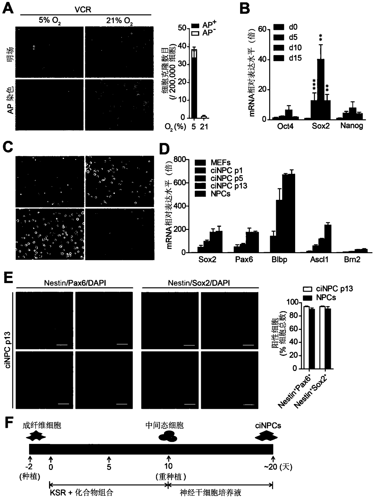 Method for inducing transdifferentiation of somatic cells into neural stem cells and its application