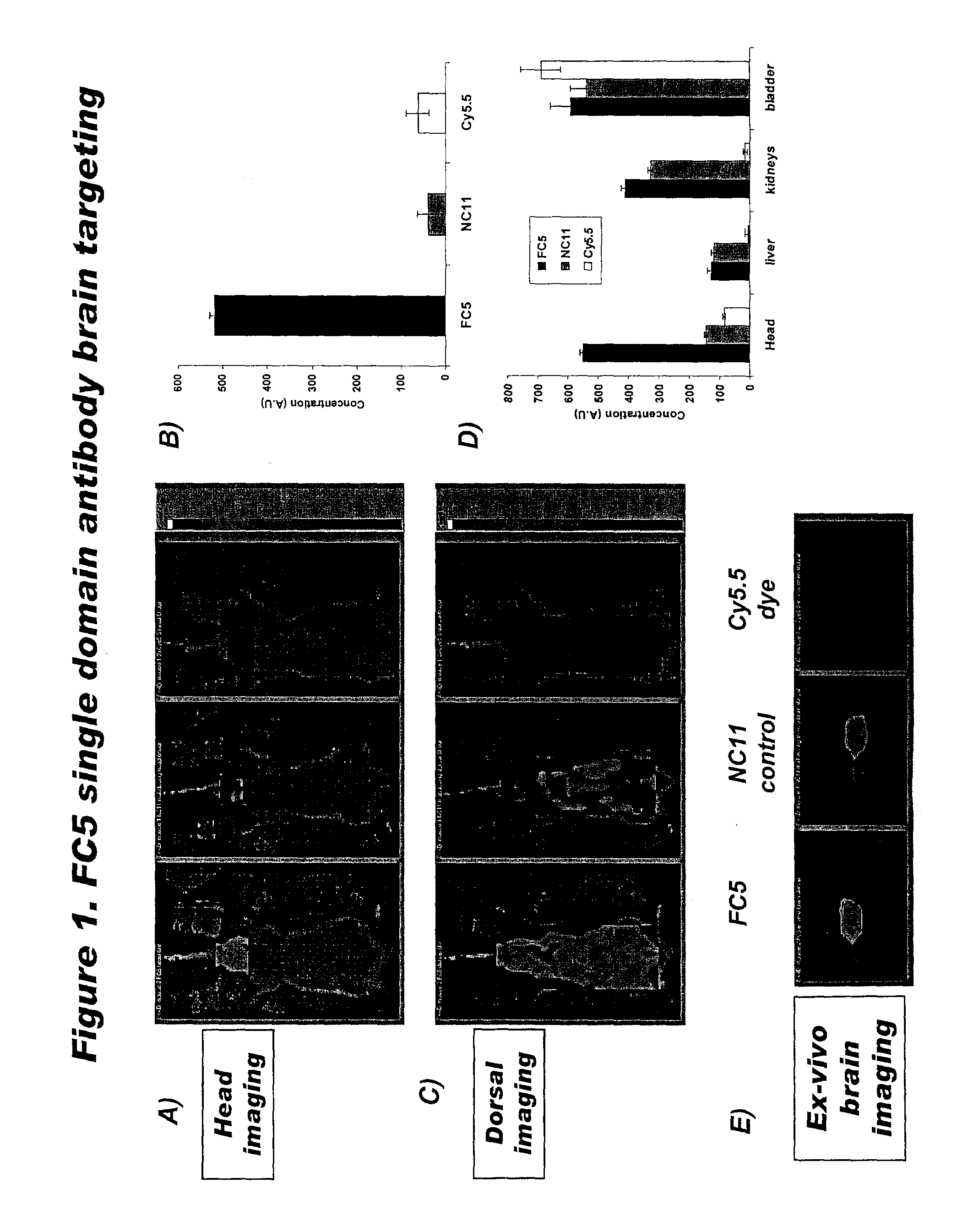 Blood-brain barrier epitopes and uses thereof