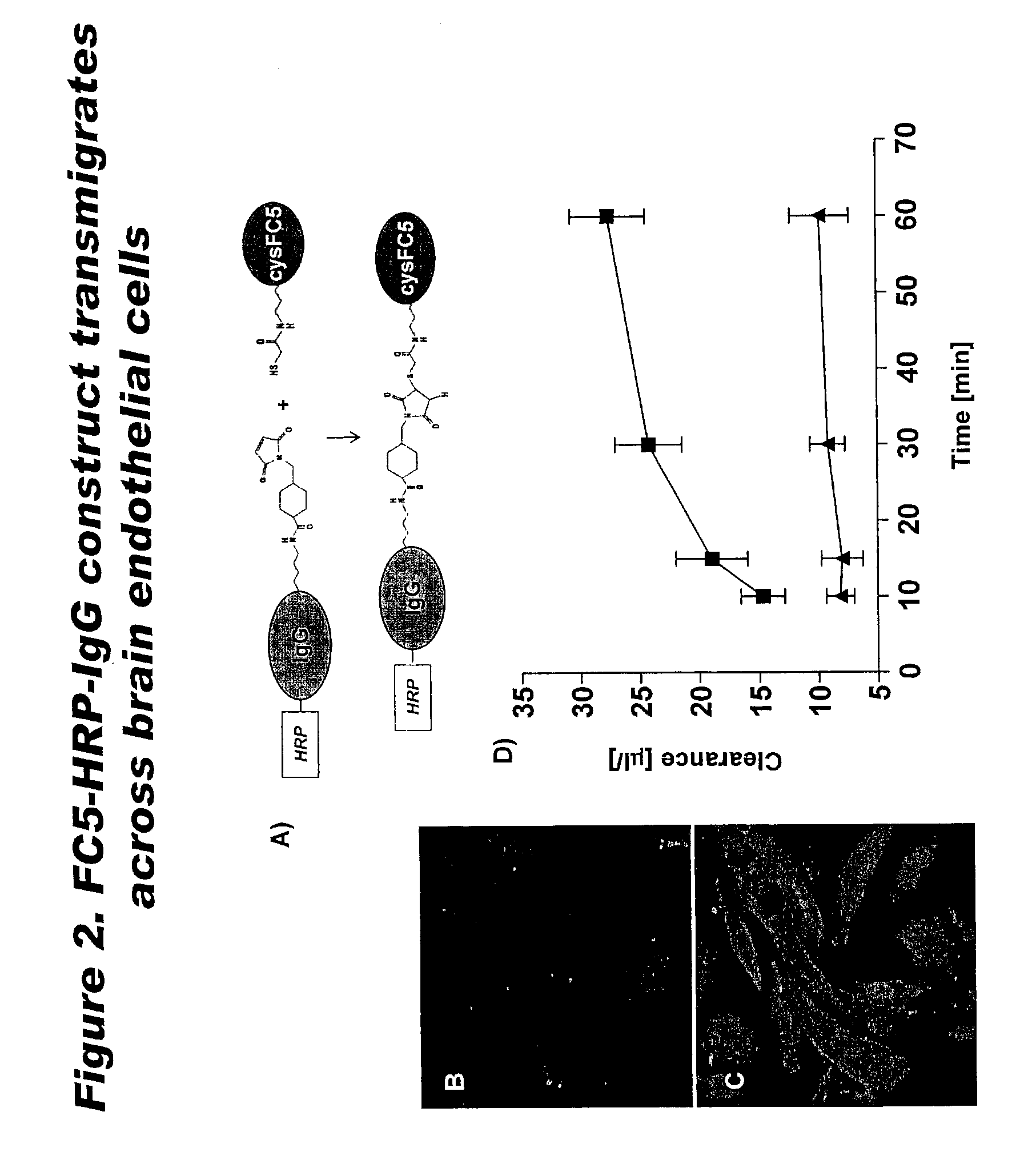 Blood-brain barrier epitopes and uses thereof