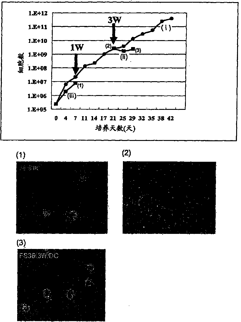 Method for production of dendritic cell